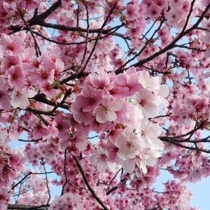 Meet your Posher, Sakura